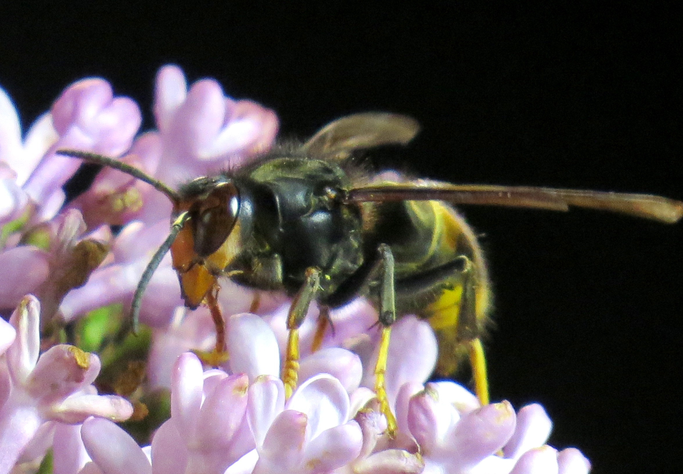 Frelon asiatique Ajaccio Corse