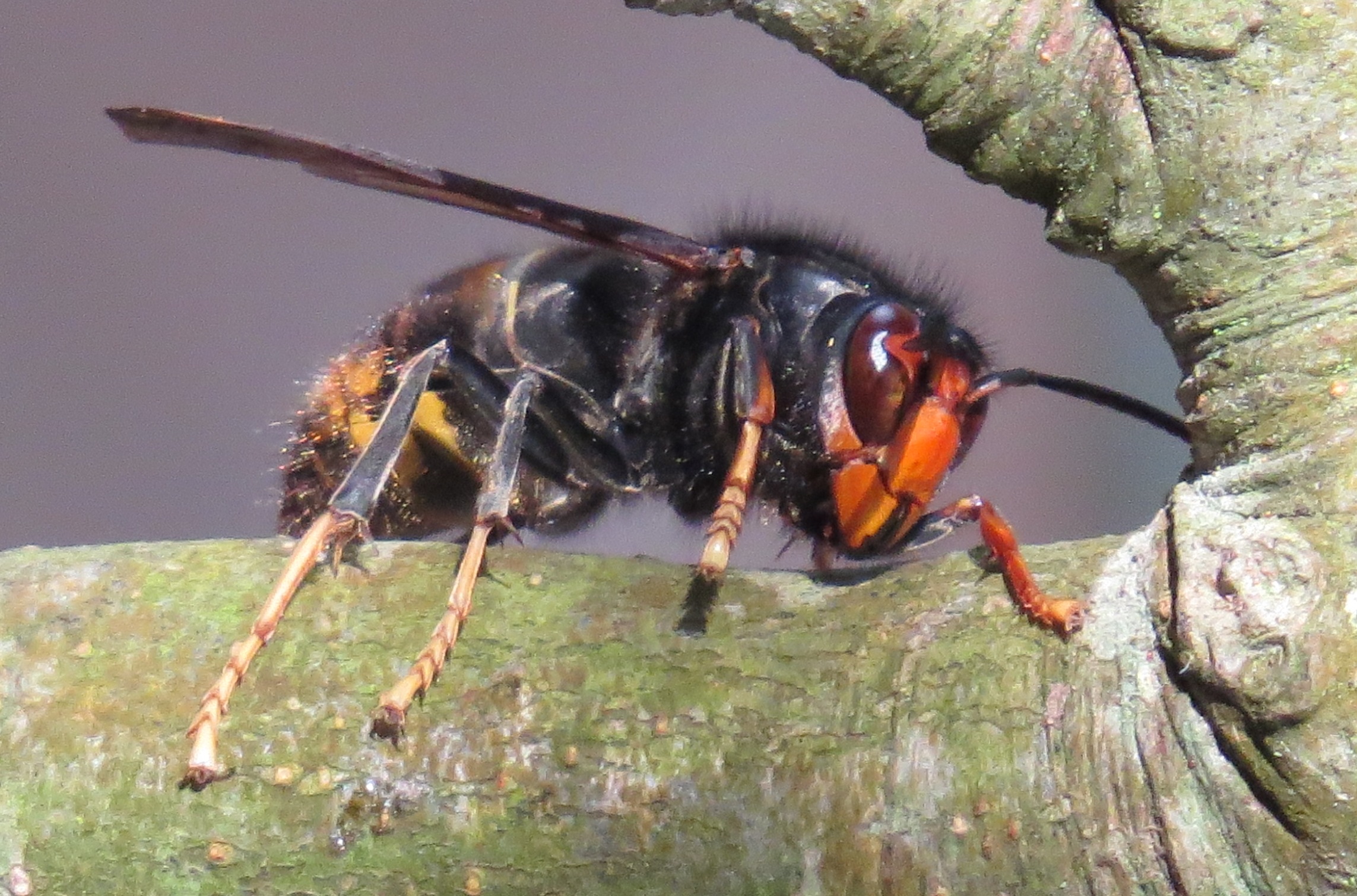 Frelon asiatique Calvi Corse