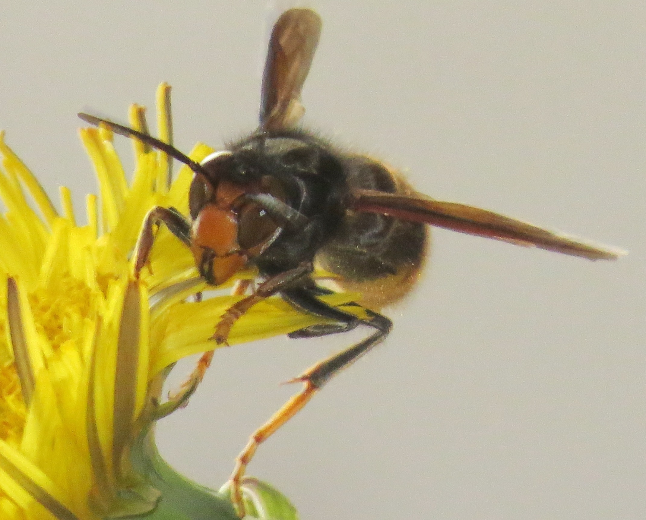 Frelon asiatique Cargese Corse