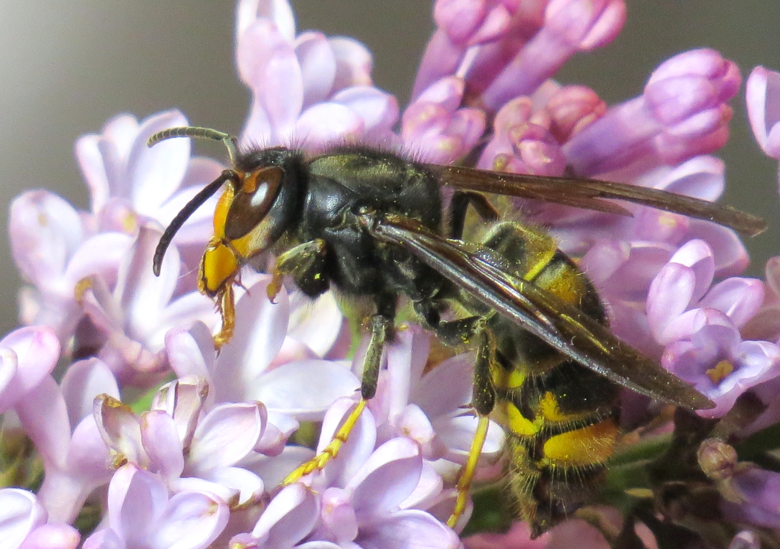 Frelon asiatique ile rousse Corse