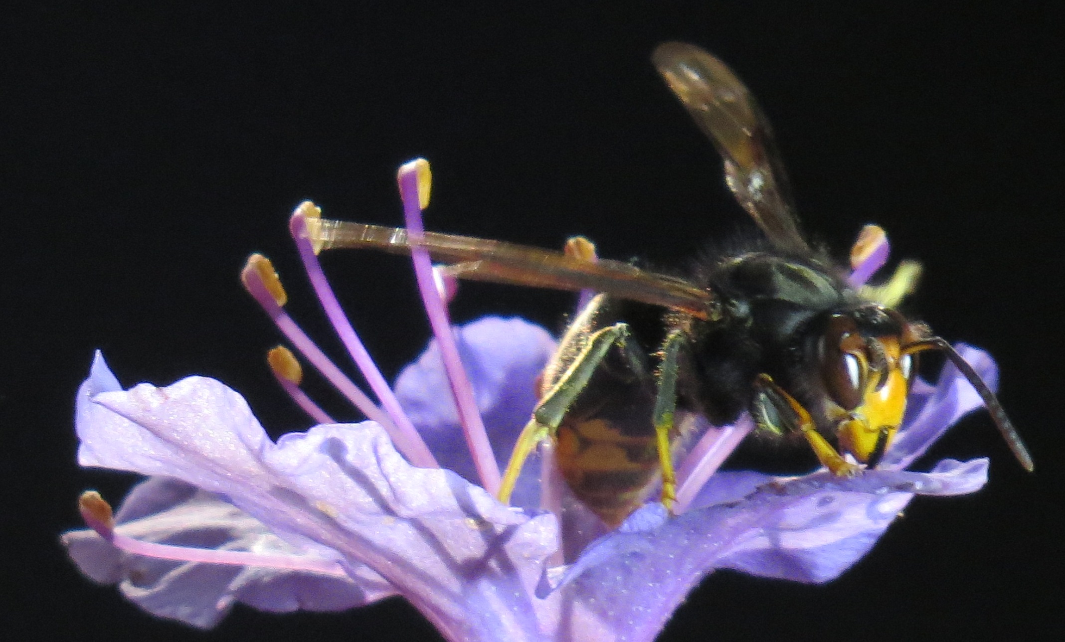 Vespa velutina Corse