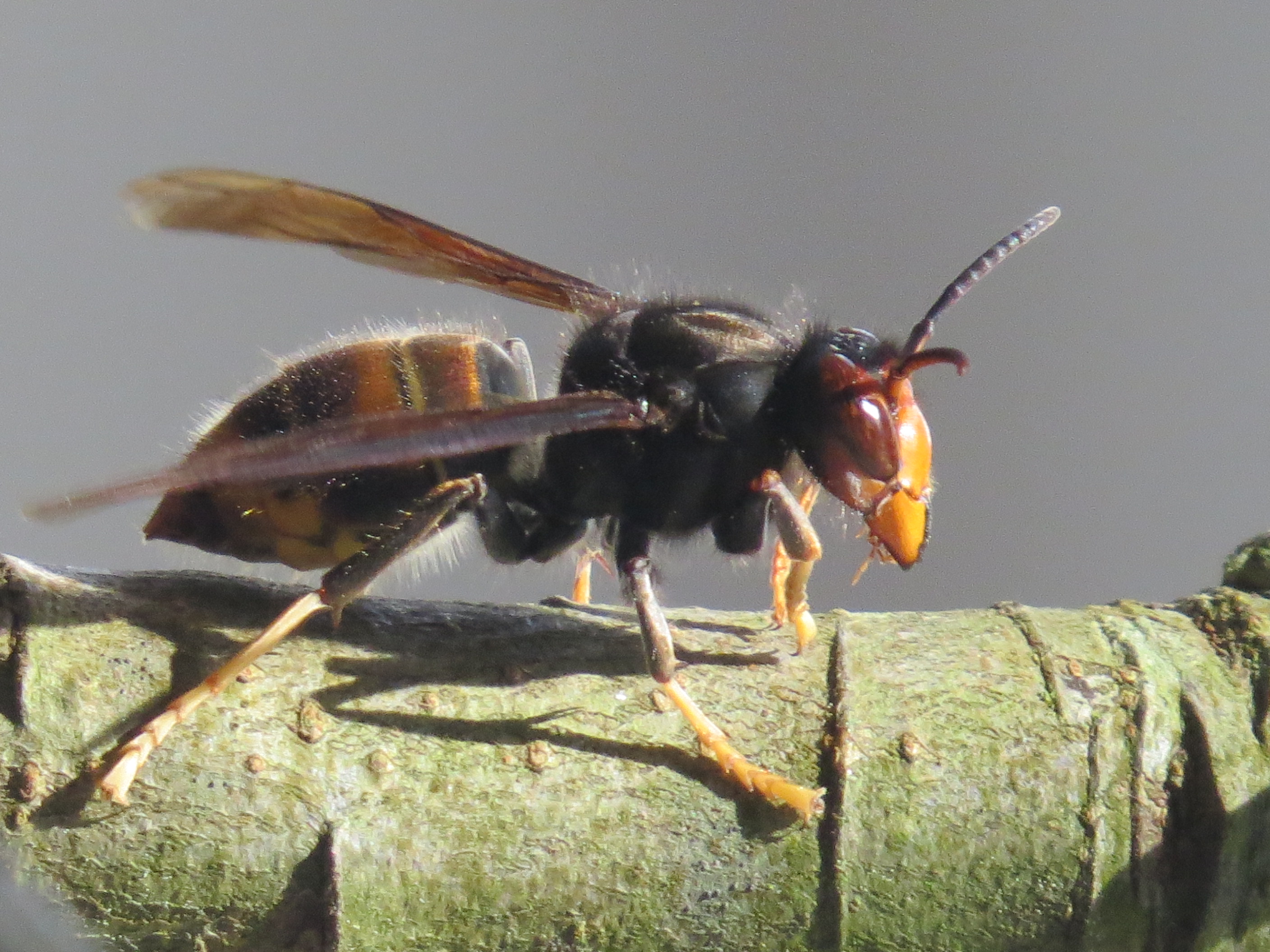 Frelon asiatique Corsica