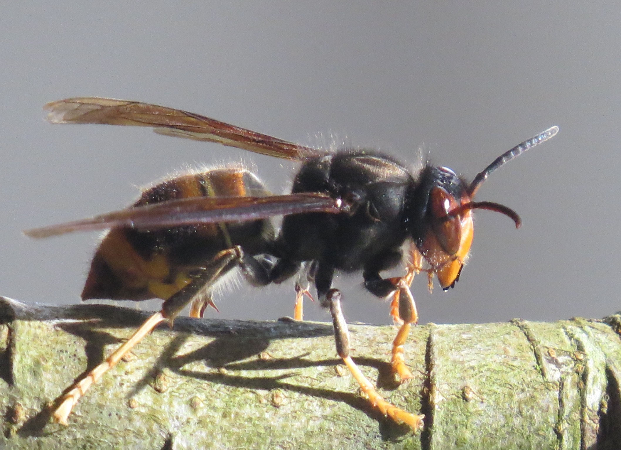 Ota Piana Vico frelon asiatique