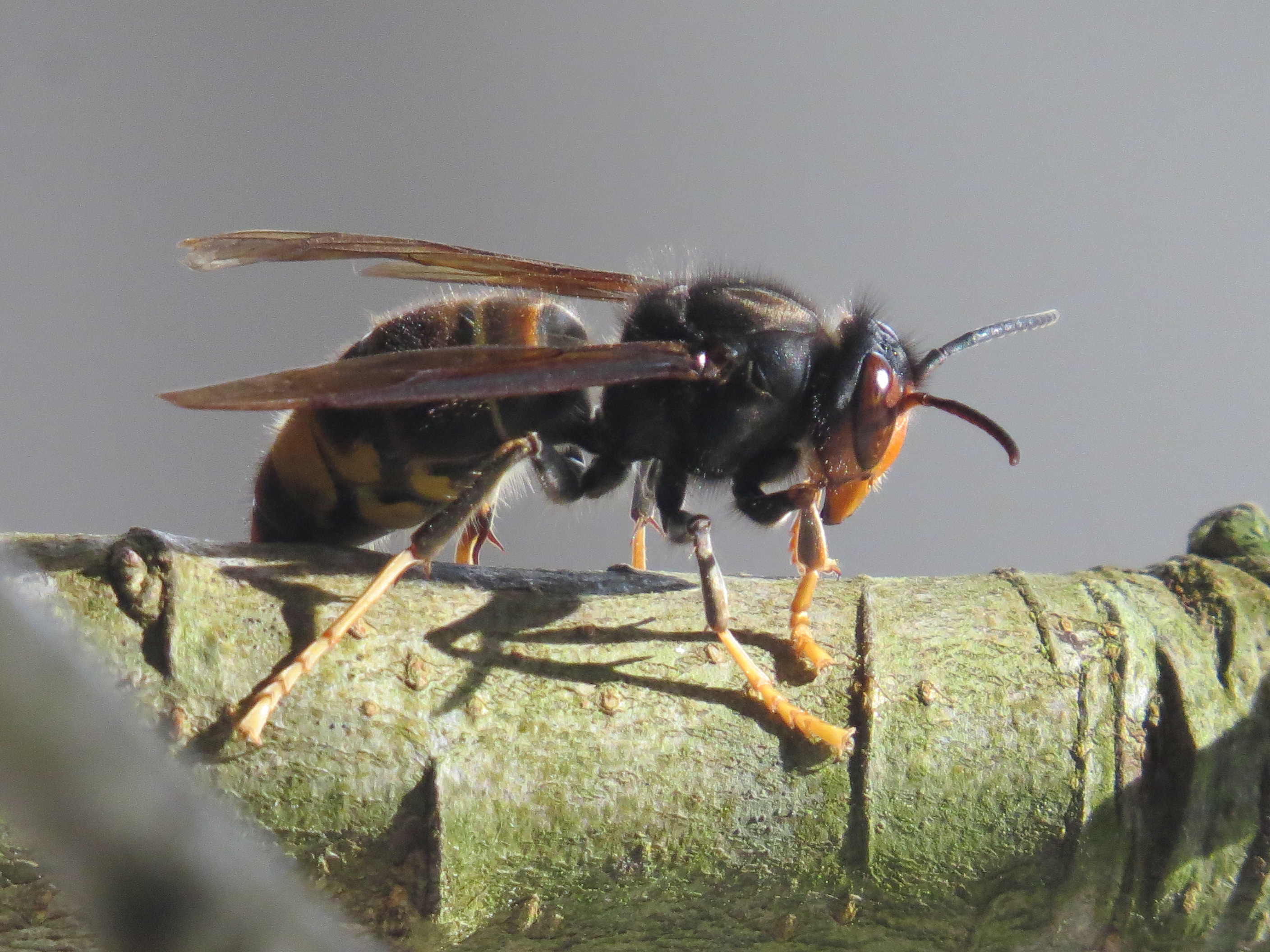Olmeto frelon asiatique
