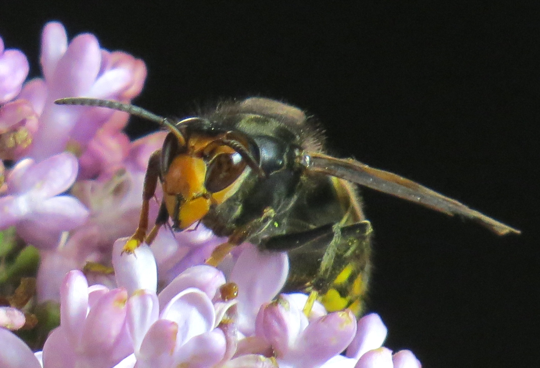  grosseto prugna frelon asiatique