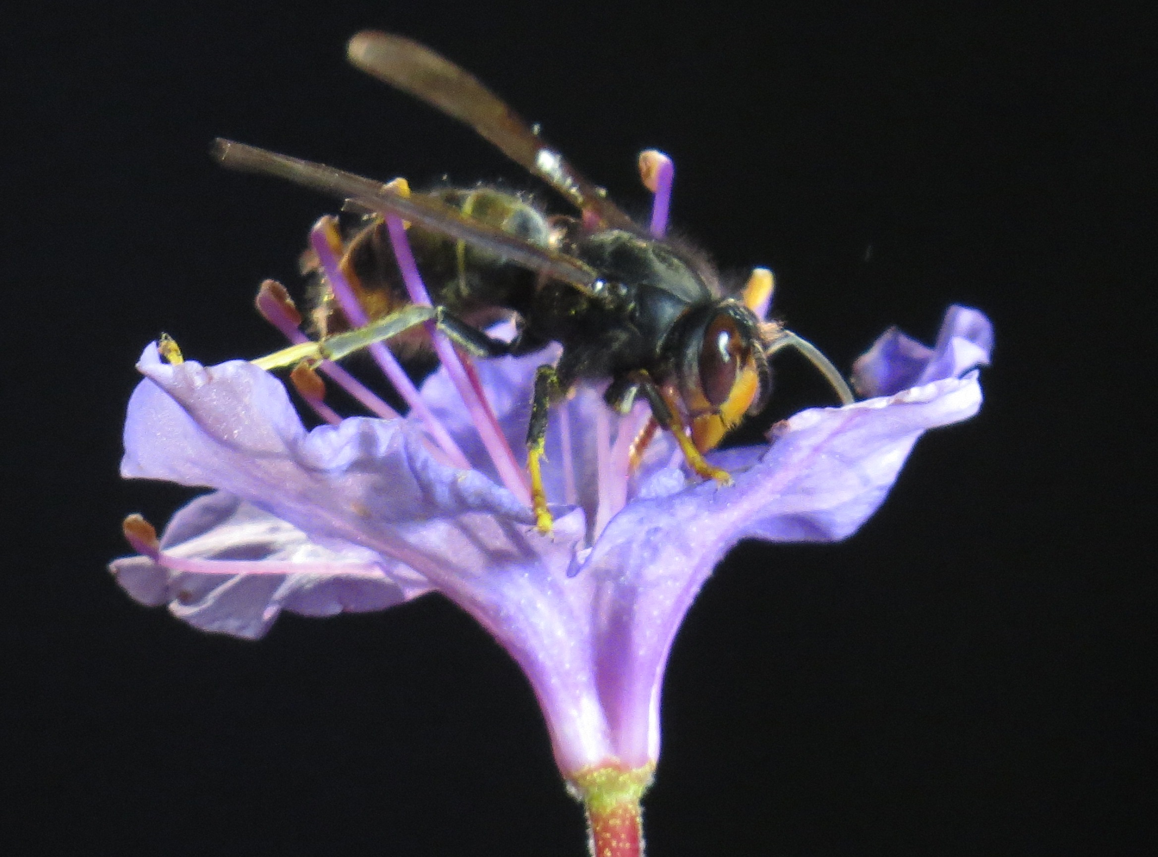 Sartene frelon asiatique